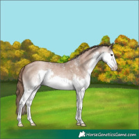 Horse Color:Black Pearl Sabino Splash 
