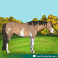 Horse Color:Bay Dun Sabino 