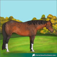 Horse Color:Brown 