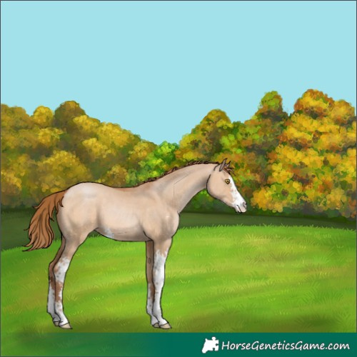 Horse Color:Brown Pearl Dun Sabino