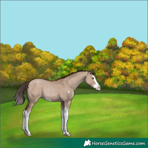 Horse Color:Classic Champagne Dun Sabino Splash Rabicano 