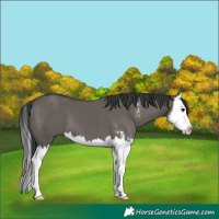 Horse Color:Grullo Sabino Splash 