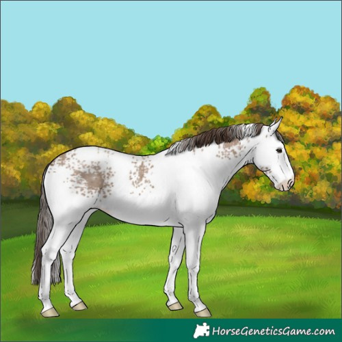 Horse Color:White Spotted Classic Champagne