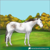 Horse Color:White Spotted Classic Champagne 
