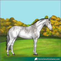 Horse Color:White Spotted Grullo Ice Rabicano