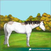 Horse Color:Brown Dun Sabino Splash Rabicano 