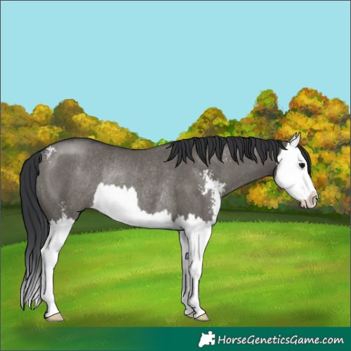 Horse Color:Grullo Sabino Splash Rabicano
