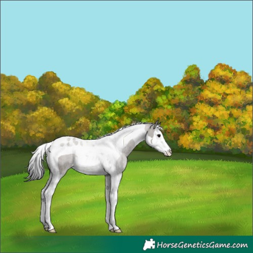 Horse Color:Grullo Splash Tobiano Rabicano