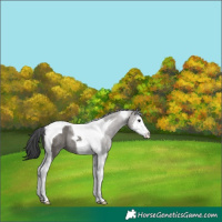 Horse Color:Grullo Sabino Splash Tobiano Rabicano 