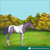 Horse Color:Watercolor Grullo Tobiano Rabicano 