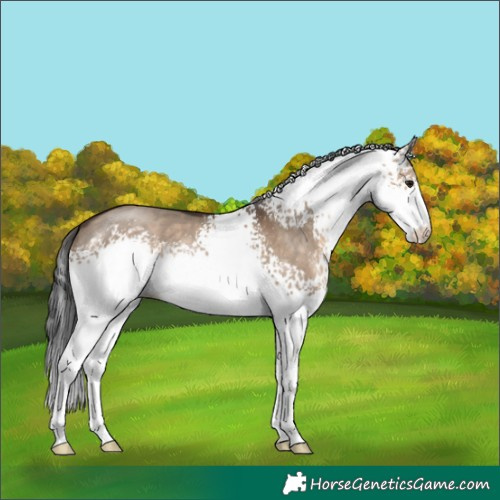 Horse Color:White Spotted Brown Dun