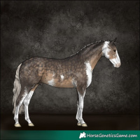 Horse Color:Silver Smoky Black Sabino 