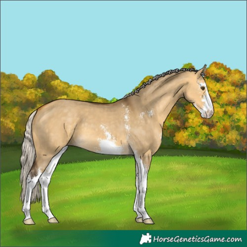 Horse Color:Silver Buckskin Dun Sabino
