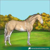 Horse Color:Silver Buckskin Dun Sabino 