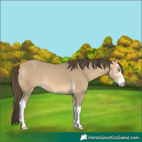 Horse Color:Sable Cream Champagne Sabino 