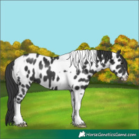 Horse Color:Black Tobiano Near Leopard 