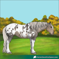 Horse Color:Silver Smoky Black Tobiano Near Leopard 