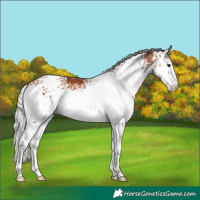 Horse Color:White Spotted Silver Brown 