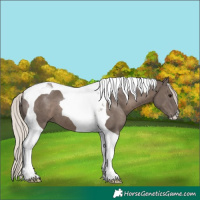 Horse Color:Silver Black Tobiano