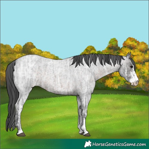 Horse Color:Brown Ice Roan Sabino Varnish