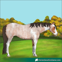 Horse Color:Bay Roan Sabino Varnish 