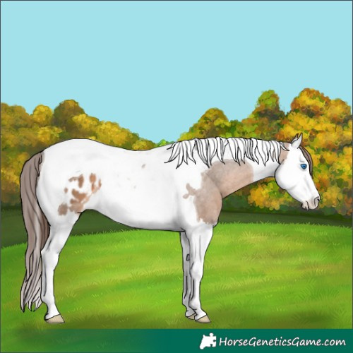 Horse Color:Brown Dun Splash Tobiano Varnish