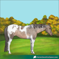 Horse Color:Brown Dun Tobiano Varnish 