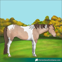 Horse Color:Amber Champagne Tobiano Varnish 