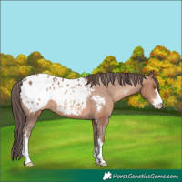 Horse Color:Sable Champagne Sabino Blanket 
