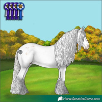Horse Color:White Spotted Silver Bay Roan Dun Splash Appaloosa 