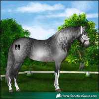 Horse Color:Gray White Spotted Brown