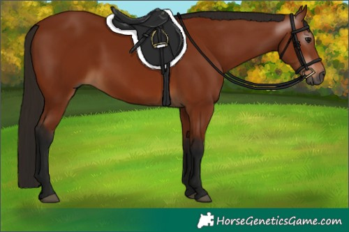 Horse Color:Gray Bay 