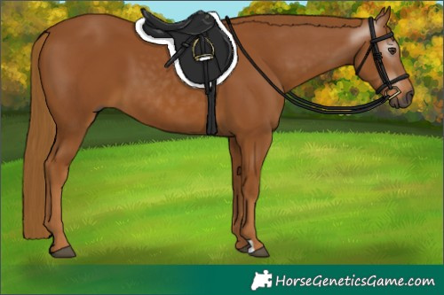 Horse Color:Gray Chestnut 