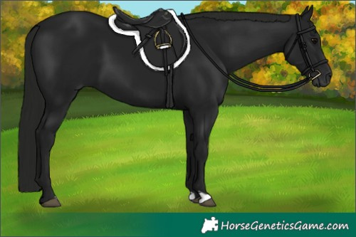 Horse Color:Gray Black 