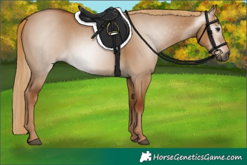 Horse Color:Gray Red Dun 