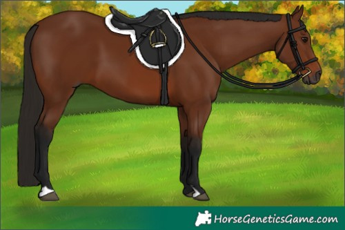 Horse Color:Gray Bay 