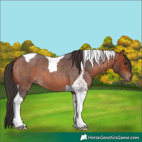 Horse Color:Bay Roan Tobiano