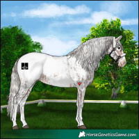 Horse Color:White Spotted Bay Frame Appaloosa Rabicano  and White Spotted Silver Bay Frame Appaloosa Rabicano 