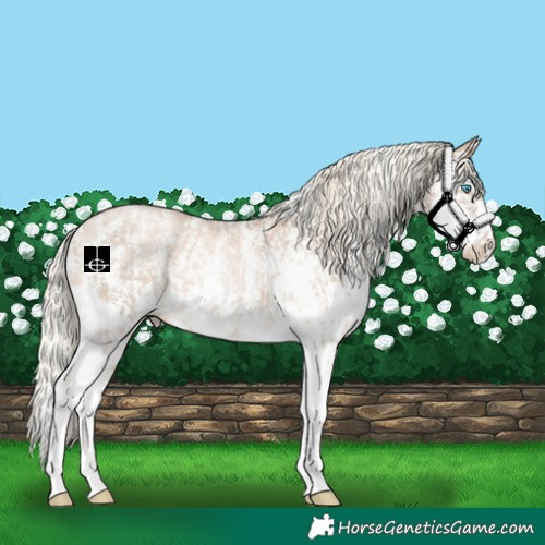 Horse Color:Chocolate Palomino Pearl Sabino Appaloosa Rabicano  and Chocolate Palomino Pearl Sabino Splash Appaloosa Rabicano 