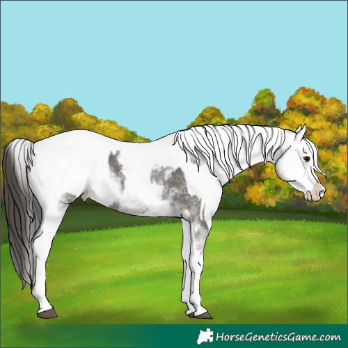 Horse Color:White Spotted Grullo Appaloosa Rabicano  and White Spotted Grullo Splash Appaloosa Rabicano 