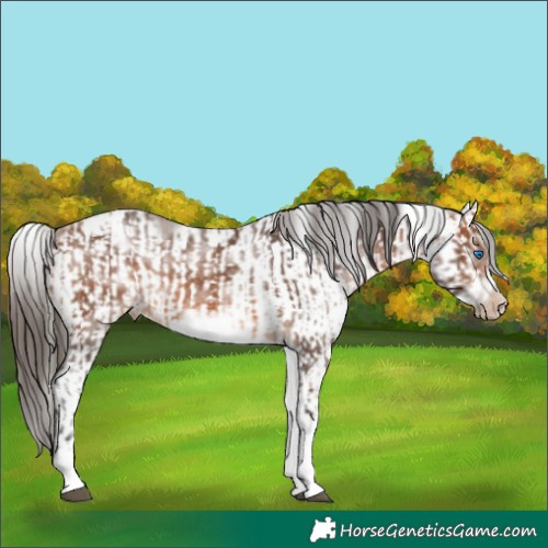 Horse Color:White Spotted Bay Frame Appaloosa Rabicano  and White Spotted Bay Splash Frame Appaloosa Rabicano 