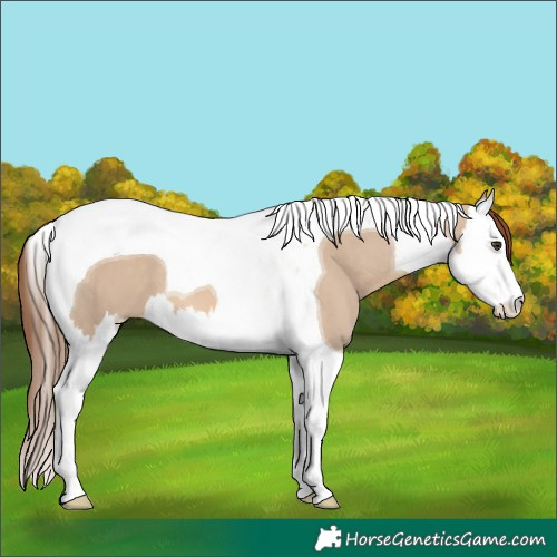 Horse Color:Red Dun Splash Tobiano