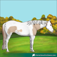 Horse Color:Red Dun Splash Tobiano 