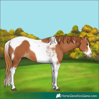 Horse Color:Chestnut Splash Tobiano 