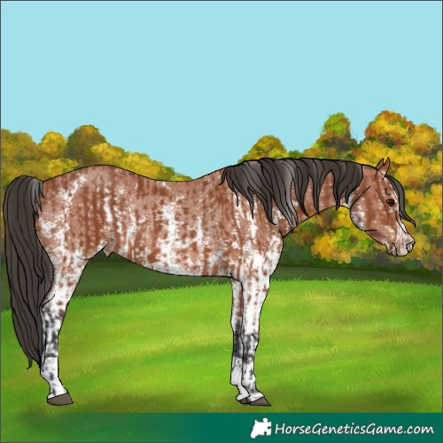 Horse Color:Bay Sabino Rabicano and Bay Sabino Rabicano