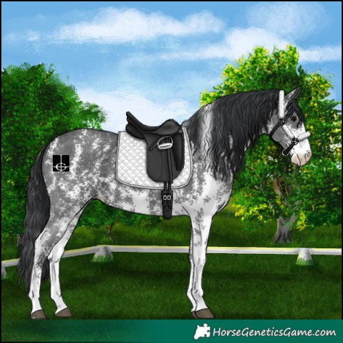 Horse Color:Black Sabino 