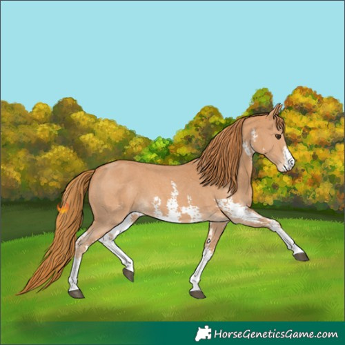 Horse Color:Unknown 