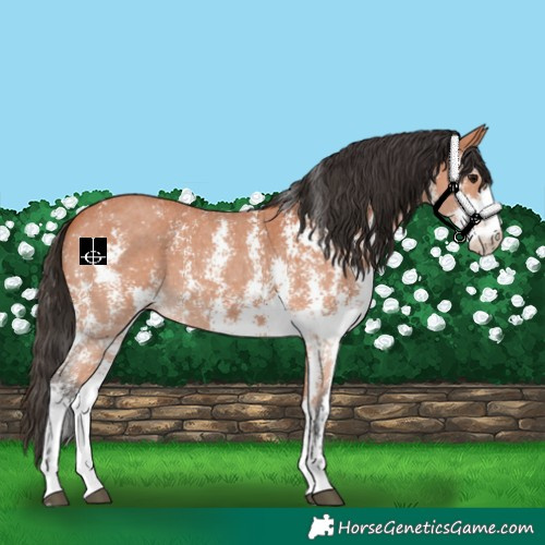 Horse Color:Bay Sabino 