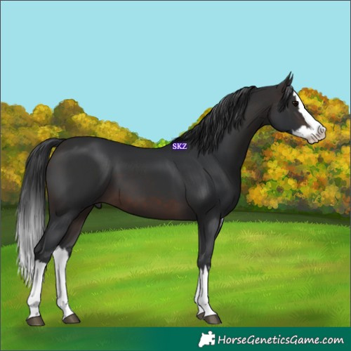 Horse Color:Brown Splash 