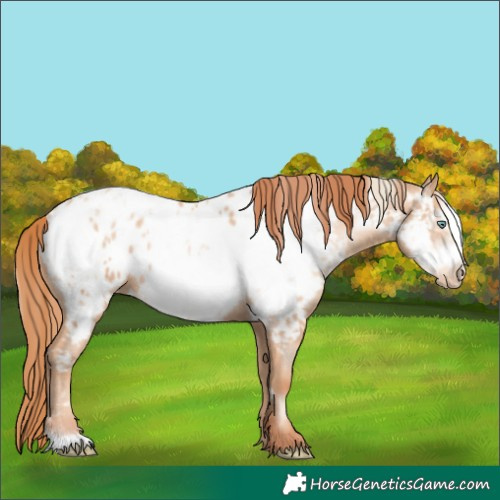 Horse Color:Gold Champagne Pearl Frame Near Leopard Rabicano  and Sable Champagne Pearl Frame Near Leopard Rabicano 